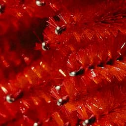 6 Brow Lamis + Goodies (BF DEAL)