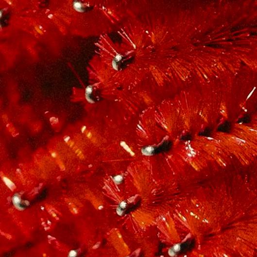 6 Brow Lamis + Goodies (BF DEAL)